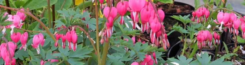 Dicentra_banner 01